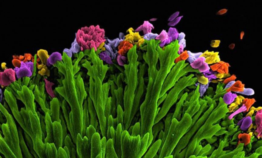 Kseniya Shuturminska ganó el primer premio con esta imagen microscópica de un mineral llamado apatita, que tituló "Ramo".