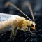 “Los bichos e insectos a menudo se consideran una plaga o peste y no se les reconoce el importante papel ecológico que tienen”, dice Vanessa Amaral-Rogers de la organización Conservation Charity Buglife. Aquí una polilla de ropa común.