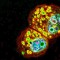 Este "Laberinto celular", de Yejiao Shi, retrata nanopartículas (en verde) y nacrófagos, células de nuestro sistema inmunitario, en el factor de crecimiento endotelial vascular (rojo), una proteína que ayuda a la formación de vasos sanguíneos.
