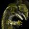 Esta imagen de inmunofluorescencia, capturada por el estudiante graduado de Yale, Daniel Smith Paredes y su asesor Bhart-Anjan Bhullar, revela los nervios y huesos en desarrollo en un embrión de cocodrilo.

Imagen de Daniel Smith Paredes y Bhart-Anjan S. Bhullar, Universidad de Yale, Departamento de Geología y Geofísica.