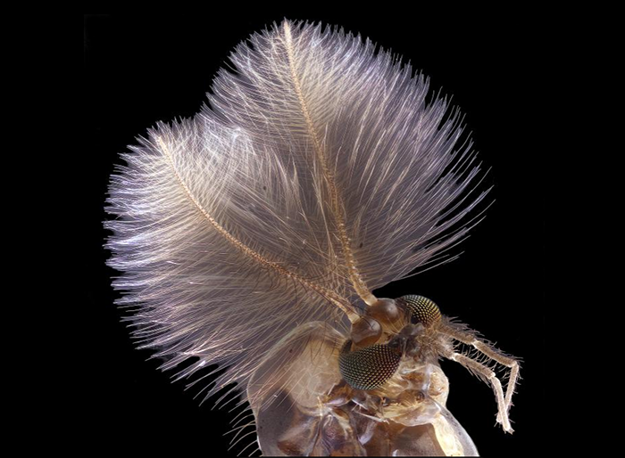 Jan Rosenboom, de la Universidad de Rostock de Alemania, combinó varias imágenes tomadas a diferentes distancias de enfoque para producir esta vista de un mosquito macho.

Imagen de Jan Rosenboom, Universität Rostock
