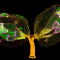 Estas estructuras en forma de hoja son ovarios de una mosca hembra de Drosophila, teñidas para resaltar los núcleos (verde), los filamentos de proteínas (amarillo) y las células foliculares de los ovarios (magenta).  Imagen de Yujun Chen y Jocelyn McDonald, Universidad del Estado de Kansas, Departamento de Biología.